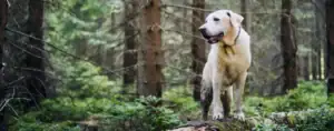canvas explore page category dog hiking 660 x 260 1